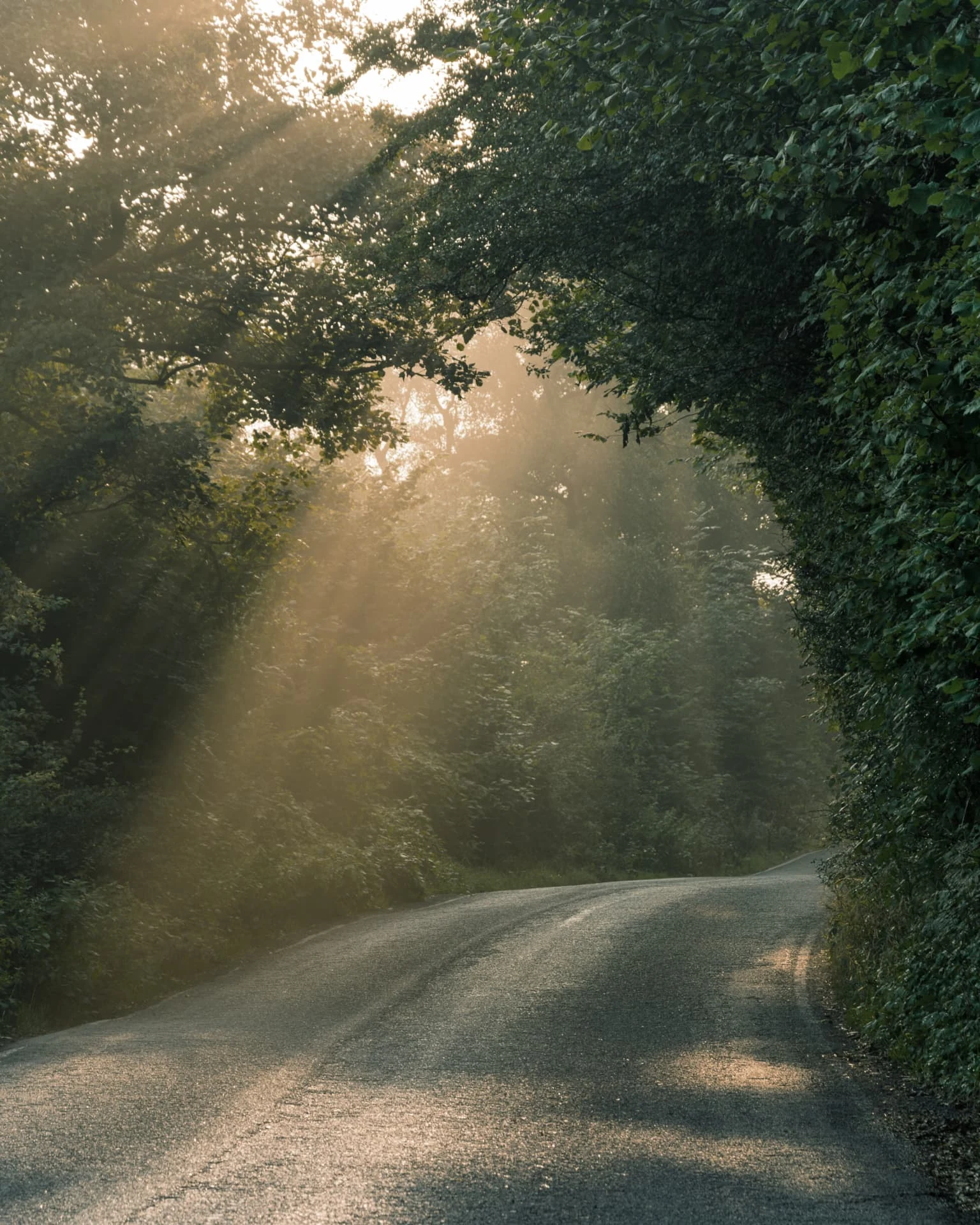 A quiet country lane under trees, with morning sunlight streaming through the mist